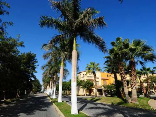 عقارات للبيع في كمبوند بالم هيلز أكتوبر 285 متراً