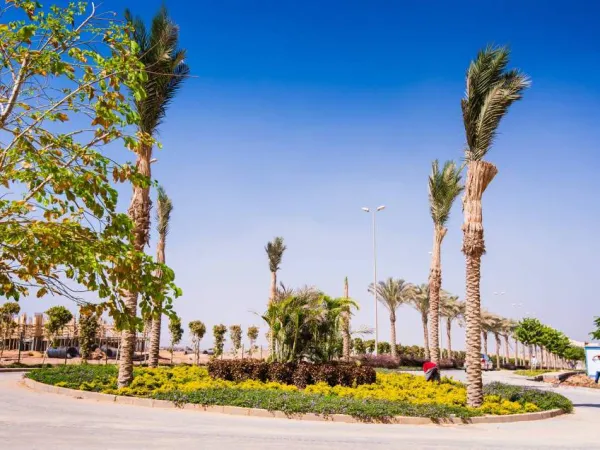 تعرف على سعر شقة بمساحة 230 متر في مشروع أشجار سيتي